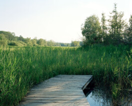 TETTAMANTI